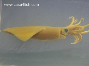 Foto Galerie/Cephalopoda/Loligo vulgaris/Loligo vulgaris_01_12_S.jpg